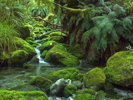 RAINFORESTS and how we can save them
