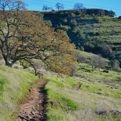 Tree Path