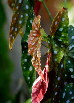 Conservatory 8