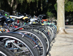 Line of Bikes