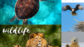 National Wildlife Day