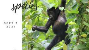 National Threatened Species Day