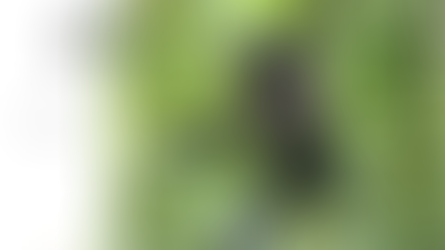 National Threatened Species Day