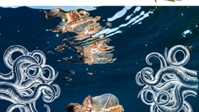 Octopi or Octopuses?