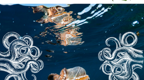 Octopi or Octopuses?