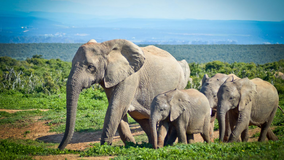 World Elephant Day