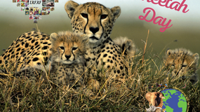 World Cheetah Day Dec 4th