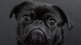 National Black Dog Day!
