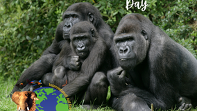 World Gorilla Day