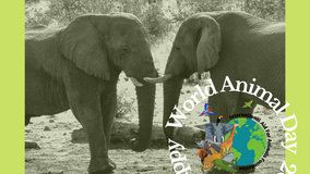 World Animal Day 2021