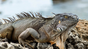 World Iguana Day