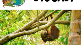 Sloths!