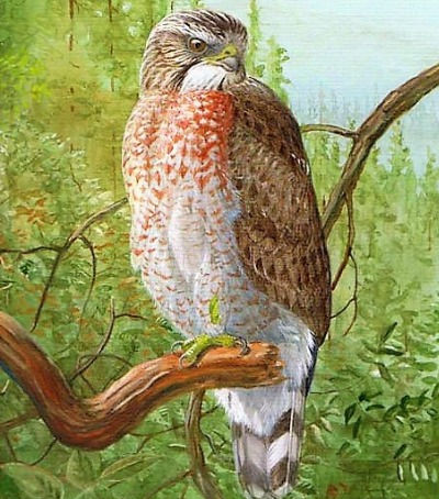 Broad-winged Hawk (Buteo platypterus)