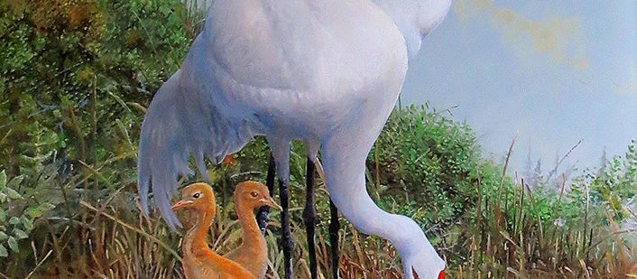 Whooping Crane (Grus americana)