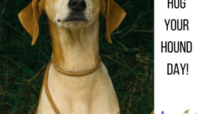 Happy Hug Your Hound Day!