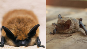 How to rescue a bat