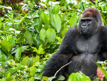 World Gorilla Day