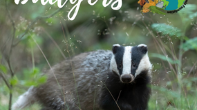 Happy Badger Day!