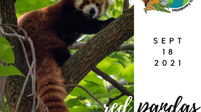 International Red Panda Day!