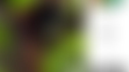 International Red Panda Day!