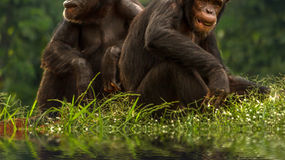 World Chimpanzee Day July 14