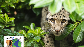 International Cloud Leopard Day