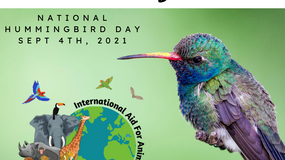 National Hummingbird Day