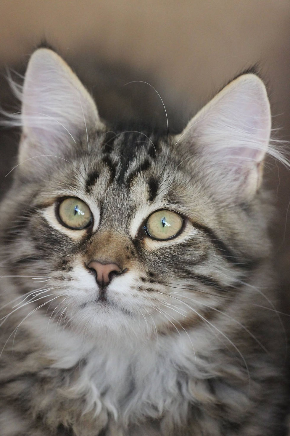 Bolchoï Eoz chaton mâle Sibérien