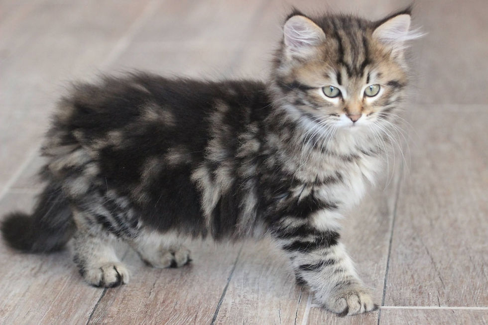 Bogdan Eoz chaton Sibérien traditionnel