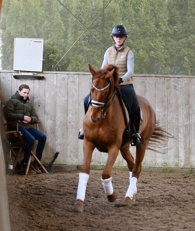Dressurlehrgang Lars Schulze-Sutthoff, PSG Flensburg-Land e.V., Reitanlage Blunck-Erichsen, Schleswig-Holstein
