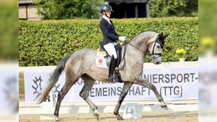 Biennale wird Trakehner Reitpferdechampionesse