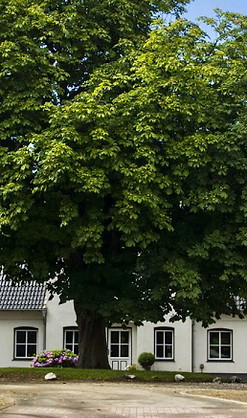 Reitanlage Blunck-Erichsen, Kleinsolt, Dressurpferde, Jungpferdeausbildung, Flensburg