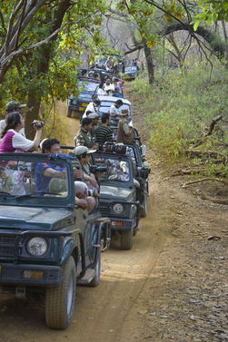 Sahil-Vohra-Photography-Ranthambhore-National-Park-Tigers-0024