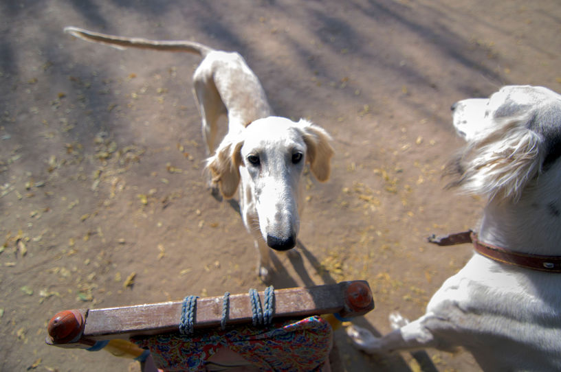 a white Arabian hound dog standing on a dirt ground looking up at the camera