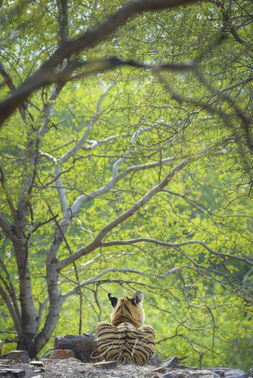 Sahil-Vohra-Photography-Ranthambhore-National-Park-Tigers-0033
