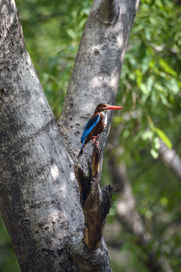 Sahil-Vohra-Photography-Ranthambhore-National-Park-Tigers-0044