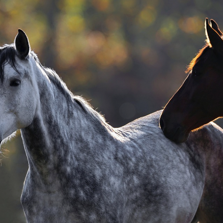 The Color Wheel of Horse Coat Colors