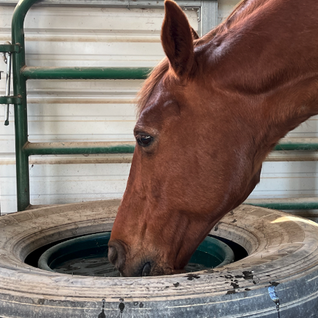 Horse Tips 101: The Horse that Knocks Over Water Buckets