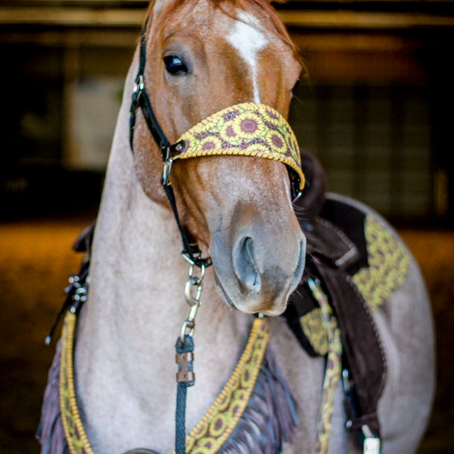 For the Love of Sunflowers