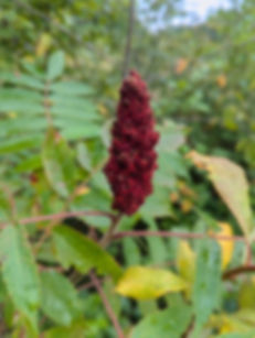 Staghorn Sumac