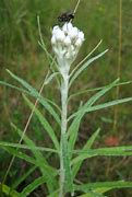Thumbnail: Pearly Everlasting (Anaphalis margaracita)