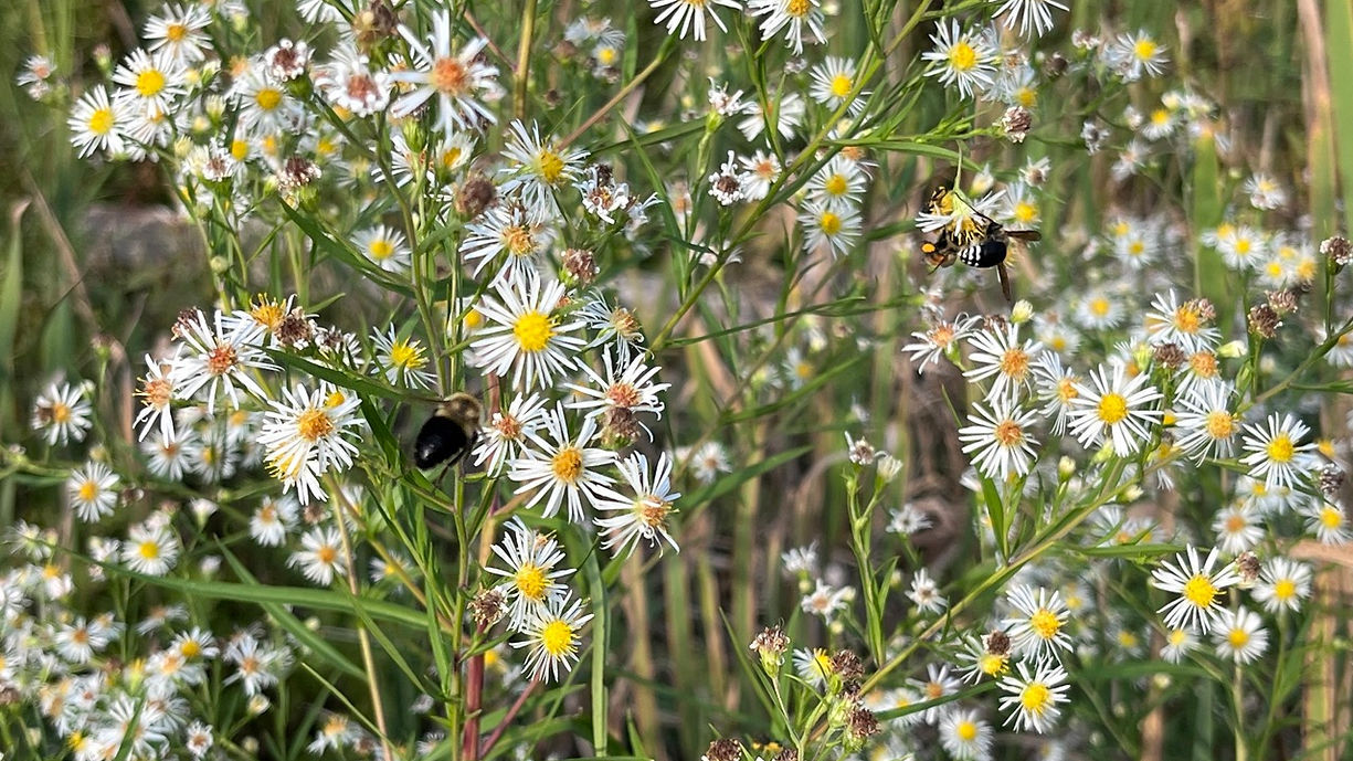 Panicled Aster (Symphyotrichum lanceolatum)