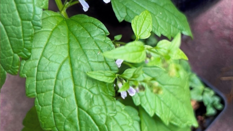 Thumbnail: Mad Dog Skullcup (Scutellaria lateriflora)