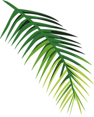 Green Palm Leaf_edited.png
