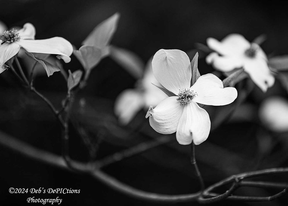 Thumbnail: Black and White Prints