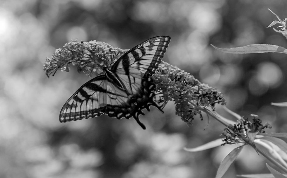Thumbnail: Black and White Prints