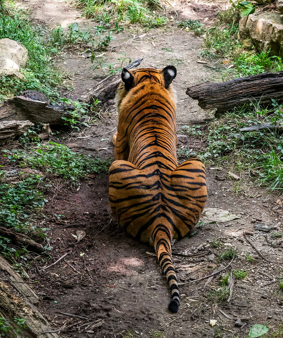 Thumbnail: Animal-Inspired Print