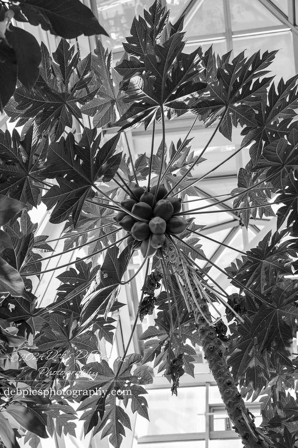 Thumbnail: Black and White Prints