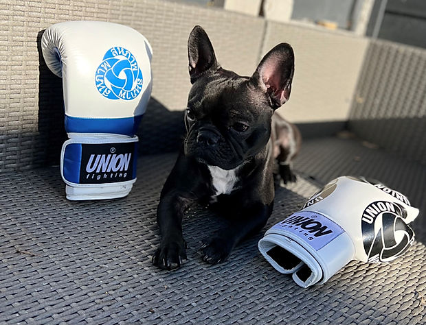 French Bulldog Modelling UNION fighting range