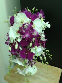 All about orchid cascade